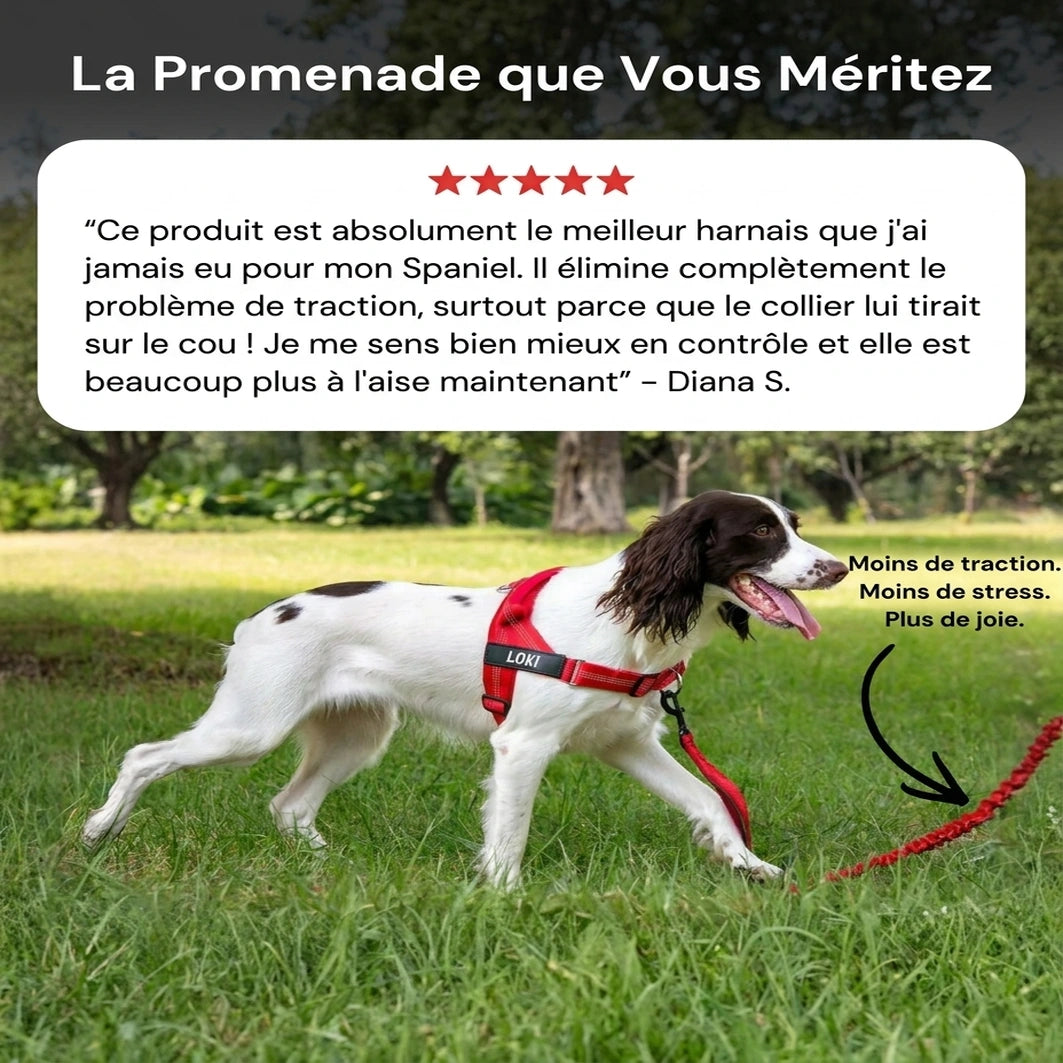 Harnais anti-traction pour chien