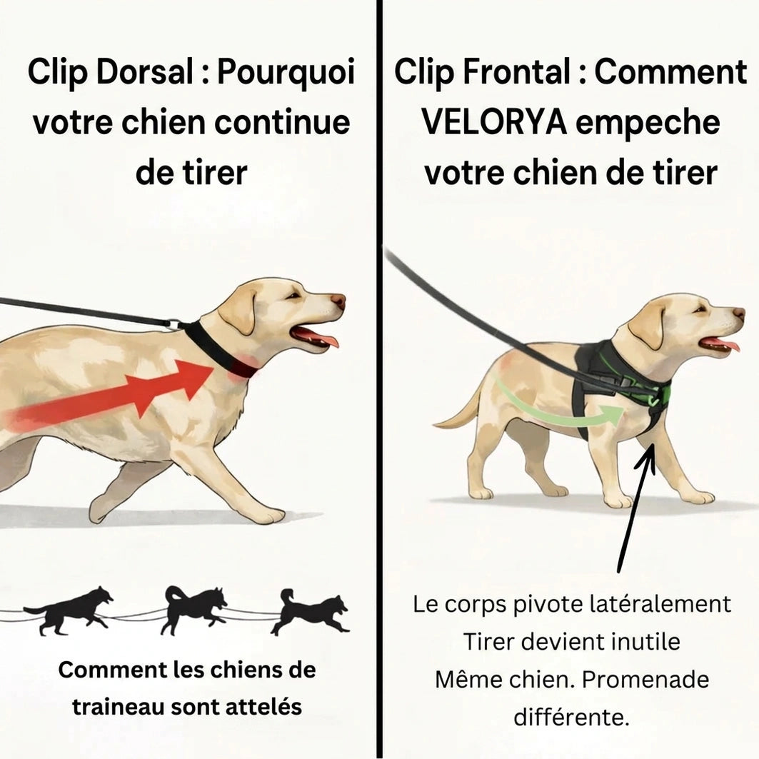 Harnais anti-traction pour chien