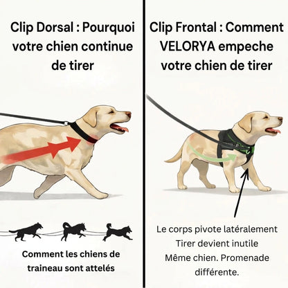 Harnais anti-traction pour chien