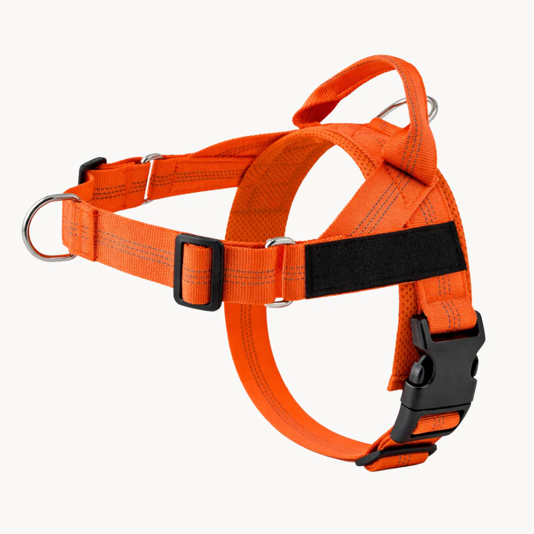 Harnais anti-traction pour chien