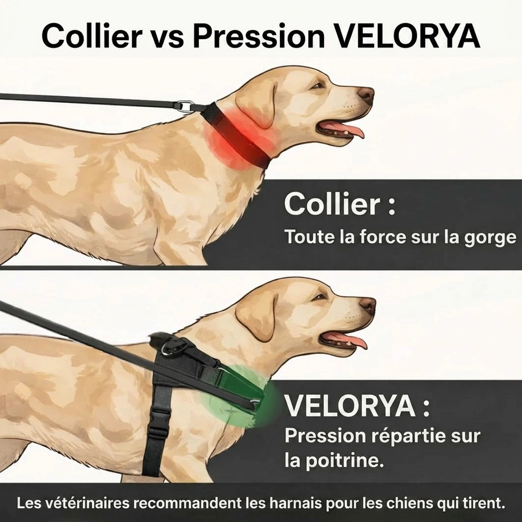 Harnais anti-traction pour chien