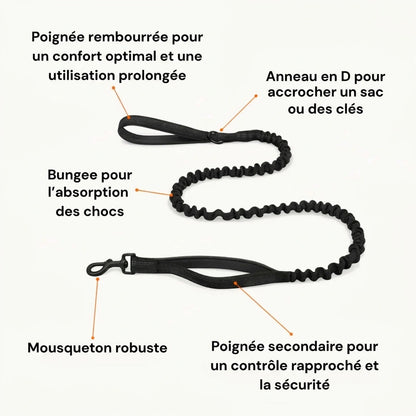 Harnais anti-traction pour chien
